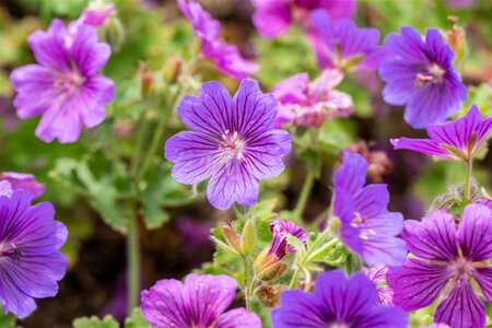 Geranium magnificum 'Rosemoor' geen maat specificatie 0,55L/P9cm - afbeelding 1