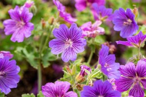 Geranium magnificum 'Rosemoor' geen maat specificatie 0,55L/P9cm - afbeelding 1