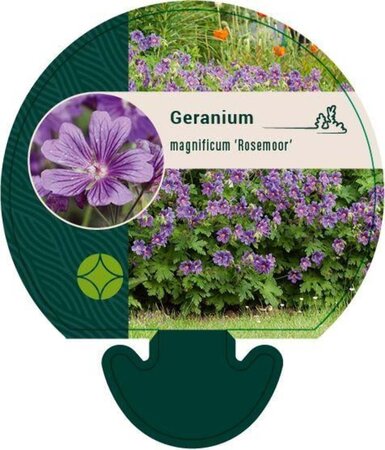 Geranium magnificum 'Rosemoor' geen maat specificatie 0,55L/P9cm - afbeelding 4