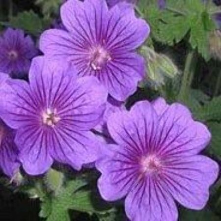 Geranium magnificum 'Rosemoor' geen maat specificatie 0,55L/P9cm - afbeelding 5