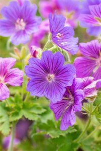 Geranium magnificum 'Rosemoor' geen maat specificatie 0,55L/P9cm - afbeelding 2