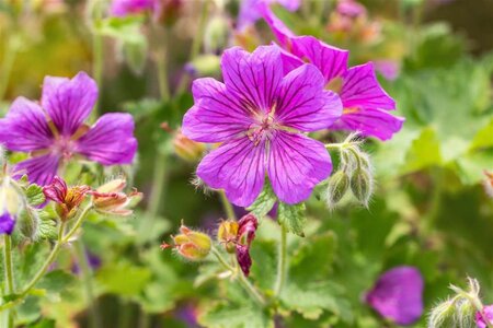 Geranium magnificum 'Rosemoor' geen maat specificatie 0,55L/P9cm - afbeelding 3