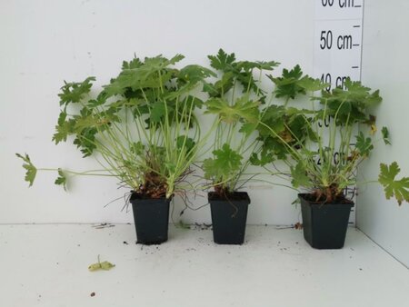 Geranium macr. 'Spessart' geen maat specificatie 0,55L/P9cm - afbeelding 2