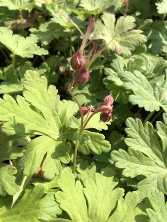 Geranium macr. 'Spessart' geen maat specificatie 0,55L/P9cm - afbeelding 1