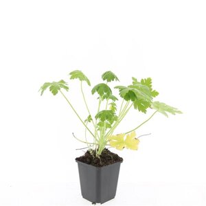 Geranium macr. 'Spessart' geen maat specificatie 0,55L/P9cm - afbeelding 7