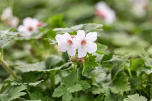 Geranium macr. 'Spessart' geen maat specificatie 0,55L/P9cm - afbeelding 13