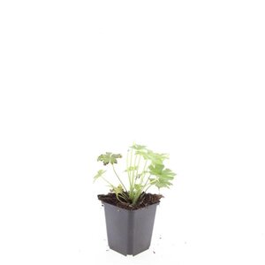 Geranium macr. 'Spessart' geen maat specificatie 0,55L/P9cm - afbeelding 6