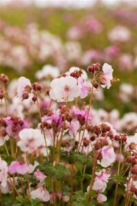 Geranium macr. 'Spessart' geen maat specificatie 0,55L/P9cm - afbeelding 12