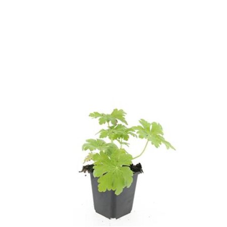 Geranium macr. 'Spessart' geen maat specificatie 0,55L/P9cm - afbeelding 5