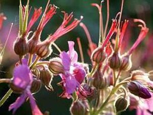 Geranium macr. 'Spessart' geen maat specificatie 0,55L/P9cm - afbeelding 11