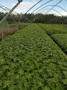 Geranium macr. 'Spessart' geen maat specificatie 0,55L/P9cm - afbeelding 14