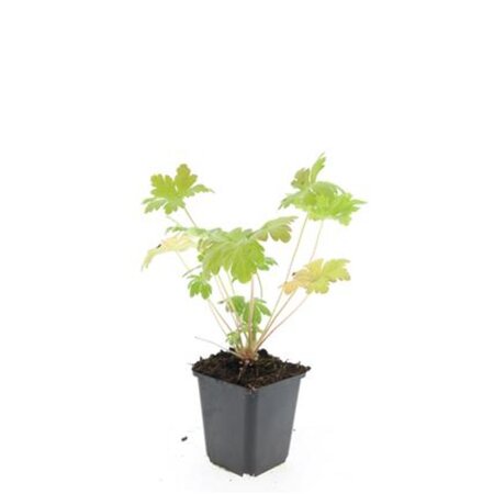 Geranium macr. 'Spessart' geen maat specificatie 0,55L/P9cm - afbeelding 3