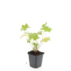 Geranium macr. 'Spessart' geen maat specificatie 0,55L/P9cm - afbeelding 3