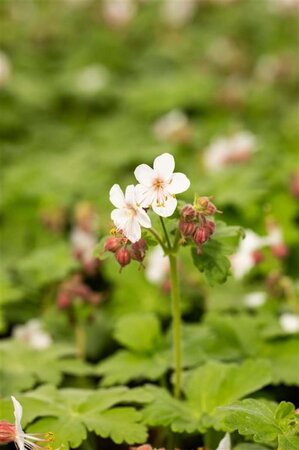 Geranium macr. 'Spessart' geen maat specificatie 0,55L/P9cm - afbeelding 9