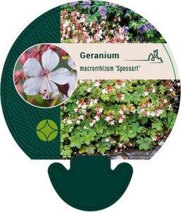 Geranium macr. 'Spessart' geen maat specificatie 0,55L/P9cm - afbeelding 8