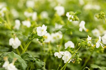 Geranium macr. 'White Ness' geen maat specificatie 0,55L/P9cm - afbeelding 1