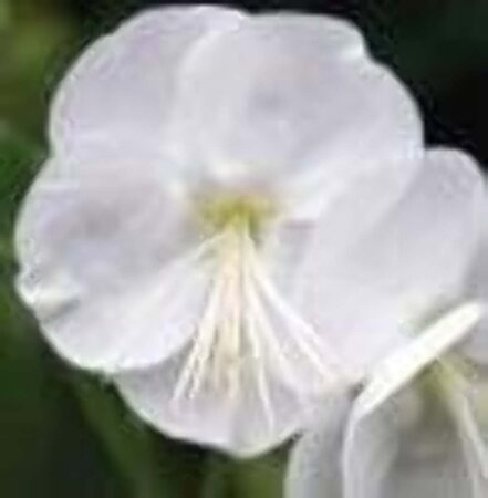 Geranium macr. 'White Ness' geen maat specificatie 0,55L/P9cm - afbeelding 3