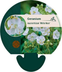 Geranium macr. 'White Ness' geen maat specificatie 0,55L/P9cm - afbeelding 2