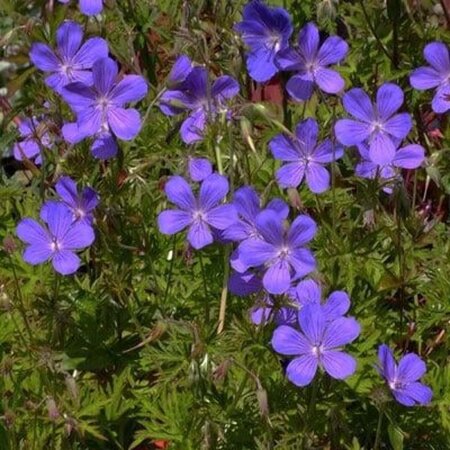 Geranium 'Nimbus' geen maat specificatie 0,55L/P9cm - afbeelding 1