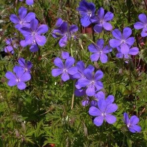 Geranium 'Nimbus' geen maat specificatie 0,55L/P9cm - afbeelding 1