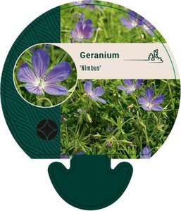 Geranium 'Nimbus' geen maat specificatie 0,55L/P9cm - afbeelding 2