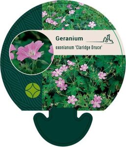 Geranium ox. 'Claridge Druce' geen maat specificatie 0,55L/P9cm - afbeelding 2