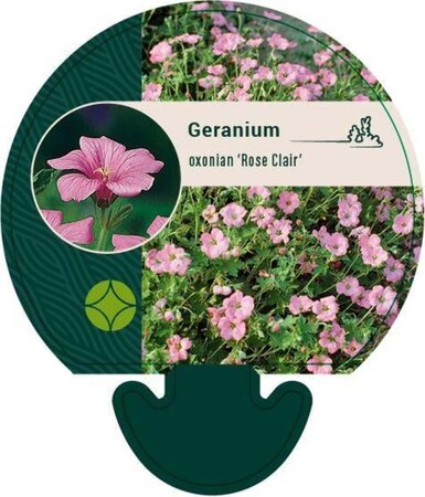 Geranium ox. 'Rose Clair' geen maat specificatie 0,55L/P9cm - afbeelding 2