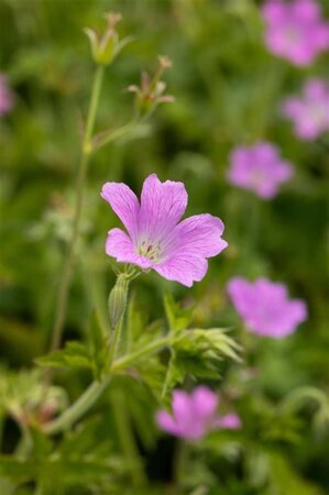 Geranium ox. 'Rose Clair' geen maat specificatie 0,55L/P9cm - afbeelding 1