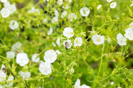 Geranium ph. 'Album' geen maat specificatie 0,55L/P9cm - afbeelding 1