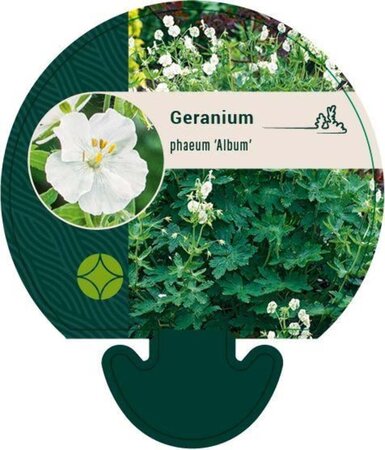 Geranium ph. 'Album' geen maat specificatie 0,55L/P9cm - afbeelding 6