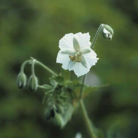 Geranium ph. 'Album' geen maat specificatie 0,55L/P9cm - afbeelding 4