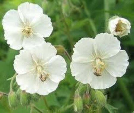 Geranium ph. 'Album' geen maat specificatie 0,55L/P9cm - afbeelding 5