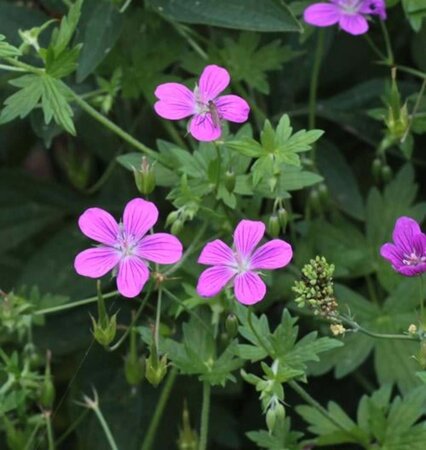 Geranium palustre geen maat specificatie 0,55L/P9cm - afbeelding 2