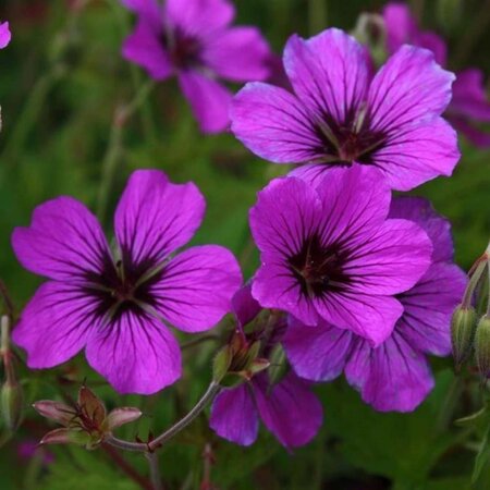 Geranium 'Patricia' geen maat specificatie 0,55L/P9cm - afbeelding 1