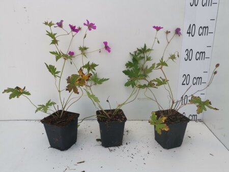 Geranium 'Patricia' geen maat specificatie 0,55L/P9cm - afbeelding 3