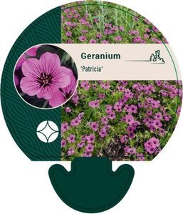 Geranium 'Patricia' geen maat specificatie 0,55L/P9cm - afbeelding 2