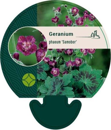 Geranium ph. 'Samobor' geen maat specificatie 0,55L/P9cm - afbeelding 4