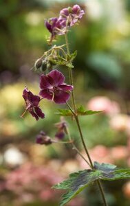 Geranium ph. 'Samobor' geen maat specificatie 0,55L/P9cm - afbeelding 3