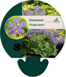 Geranium 'Philippe Vapelle' geen maat specificatie 0,55L/P9cm - afbeelding 3