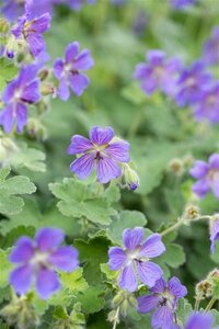 Geranium 'Philippe Vapelle' geen maat specificatie 0,55L/P9cm - afbeelding 1