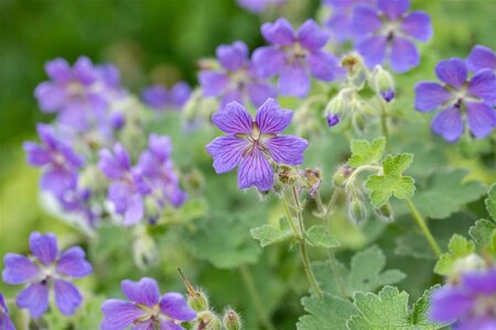 Geranium 'Philippe Vapelle' geen maat specificatie 0,55L/P9cm - afbeelding 2