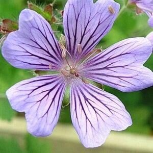 Geranium 'Philippe Vapelle' geen maat specificatie 0,55L/P9cm - afbeelding 4