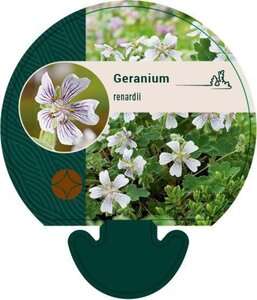 Geranium renardii geen maat specificatie 0,55L/P9cm