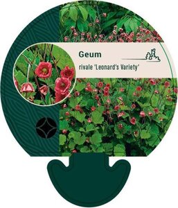 Geum rivale 'Leonard's Variety' geen maat specificatie 0,55L/P9cm - afbeelding 1