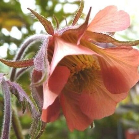 Geum rivale 'Leonard's Variety' geen maat specificatie 0,55L/P9cm - afbeelding 2