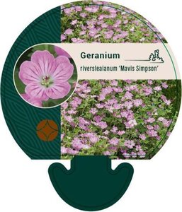 Geranium rivers. 'Mavis Simpson' geen maat specificatie 0,55L/P9cm