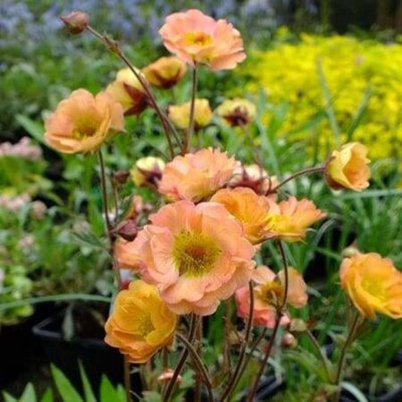 Geum rivale 'Mai Tai' geen maat specificatie 0,55L/P9cm