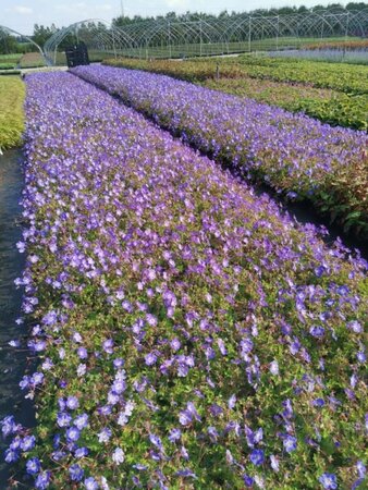 Geranium Rozanne geen maat specificatie 0,55L/P9cm - afbeelding 11