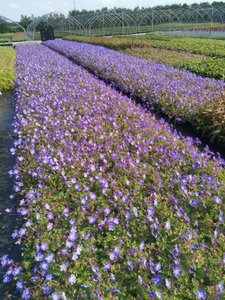 Geranium Rozanne geen maat specificatie 0,55L/P9cm - afbeelding 11