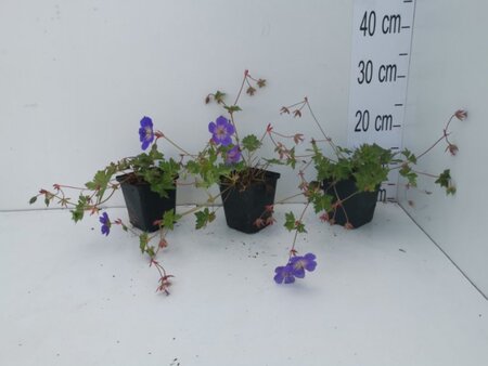 Geranium Rozanne geen maat specificatie 0,55L/P9cm - afbeelding 25